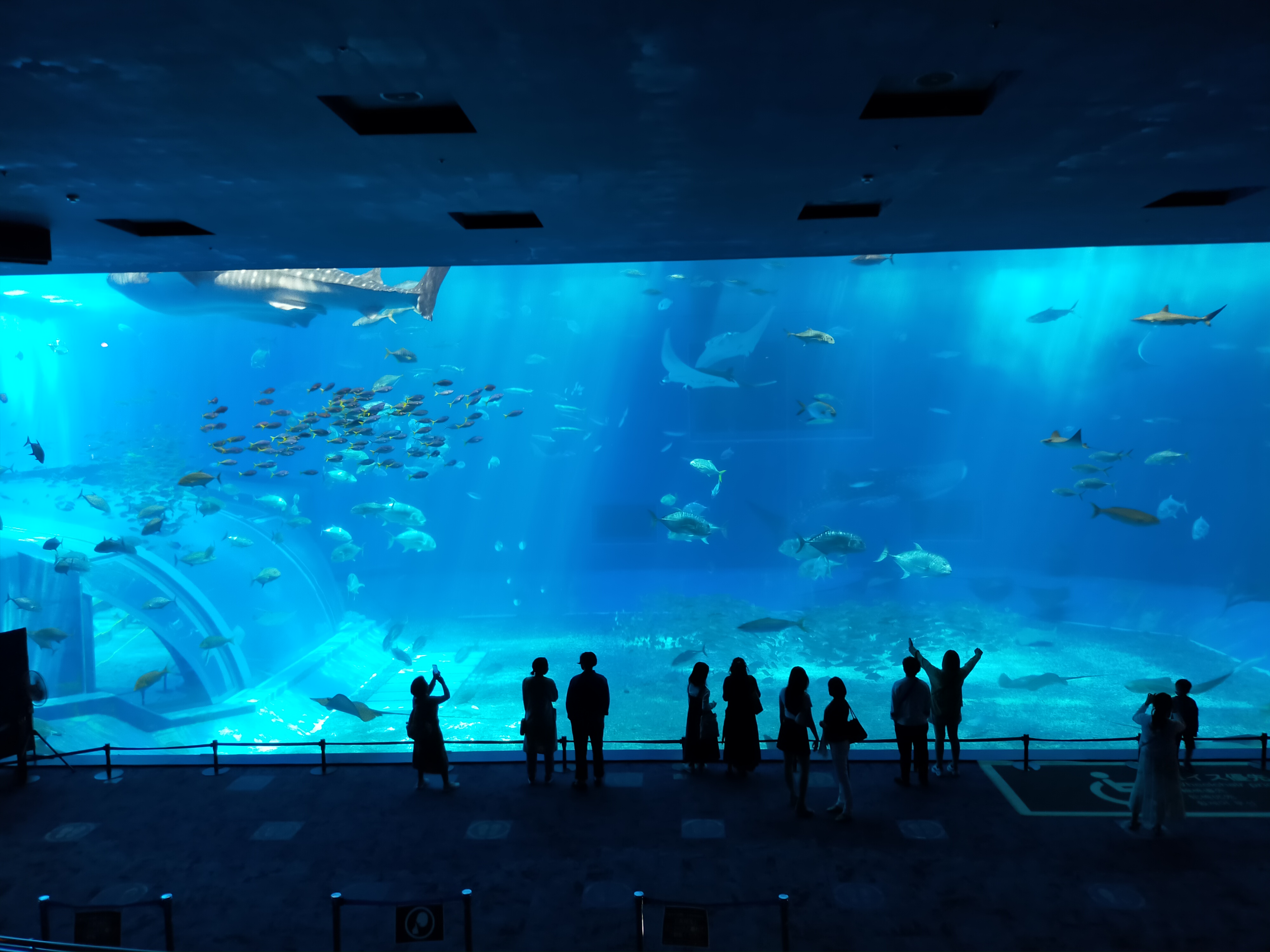 美ら海水族館