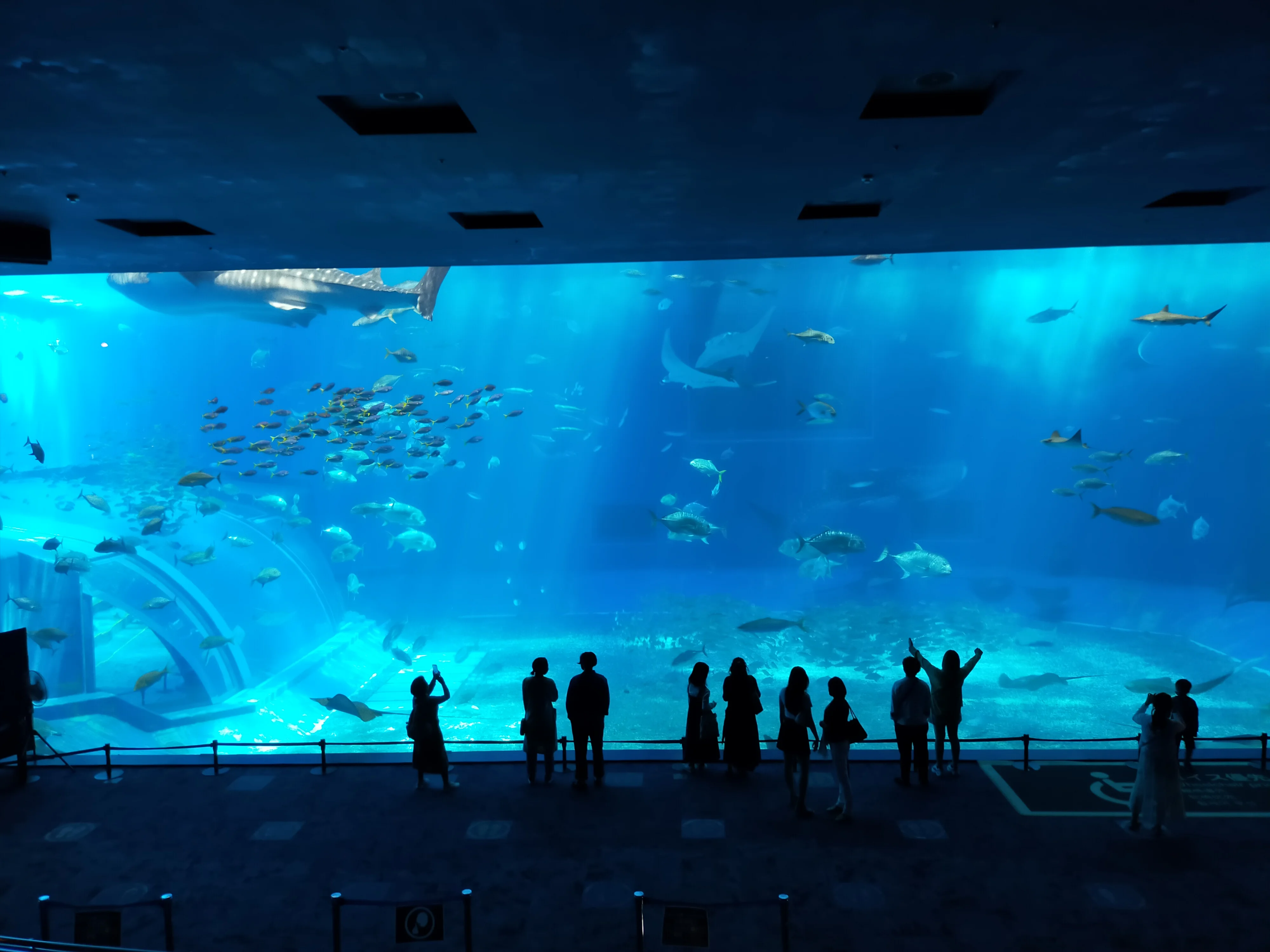 美ら海水族館